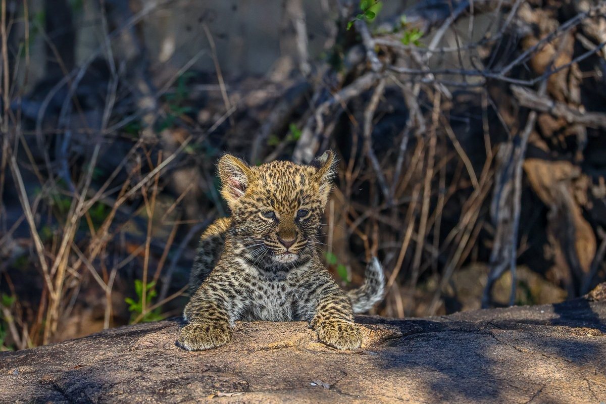 Female leopard Golonyi keeping watch while resting beside her cub.