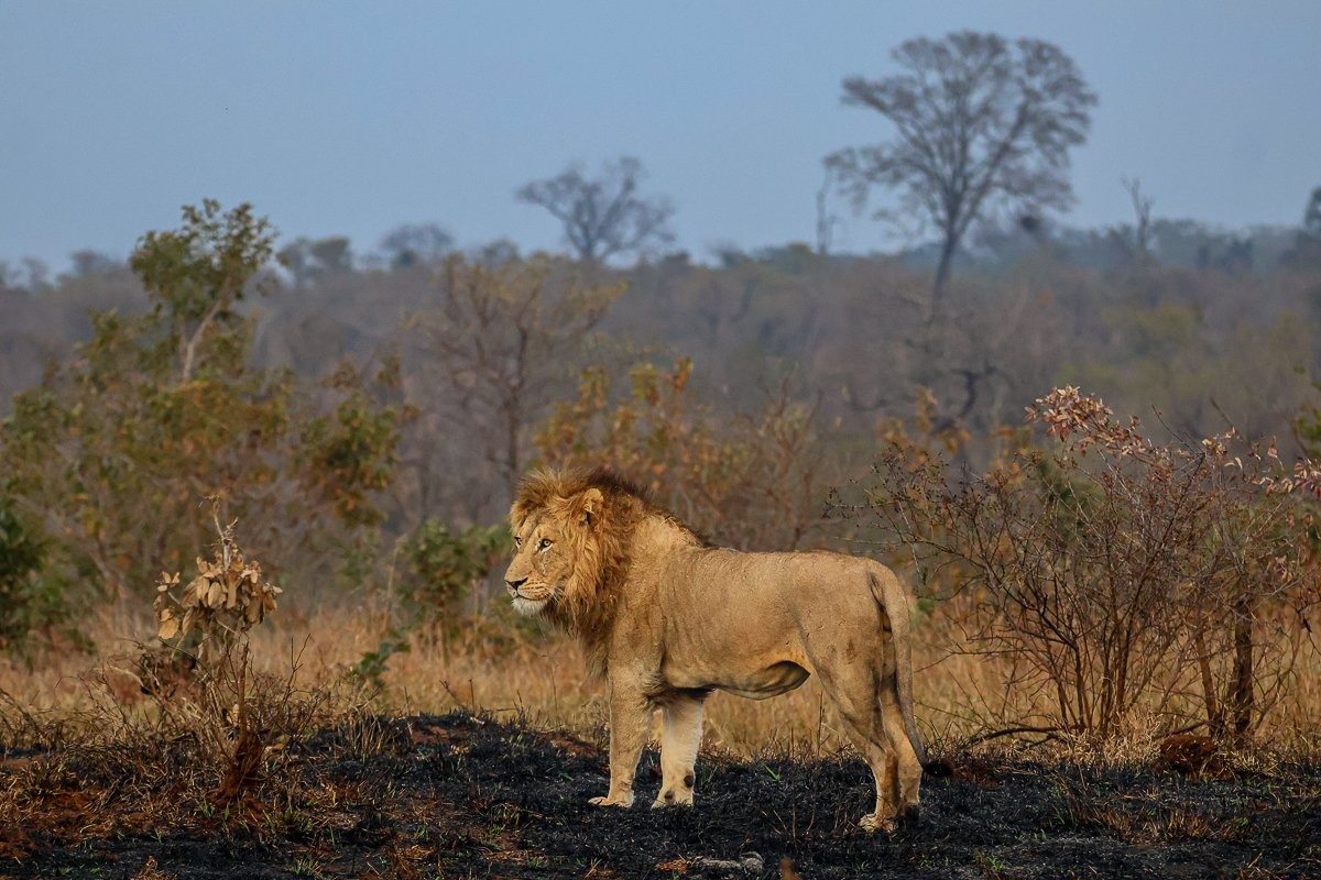 A N'waswishaka male lion resting near the Southern Pride in a recently burnt area.