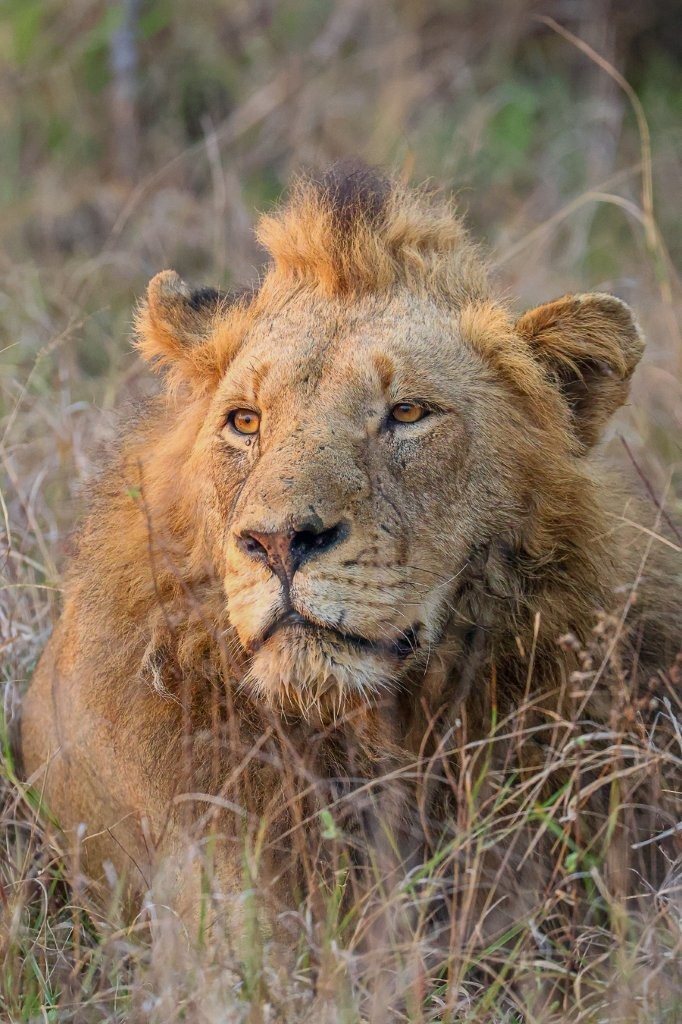 Sabi Sabi Ruan Mey Nwaswishaka Lion Males Watching Buffalo Herd Sabi Sabi