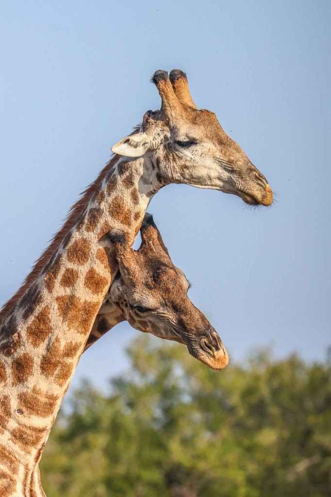 Two young giraffe bulls sparring as they practise their strength and fighting skills.