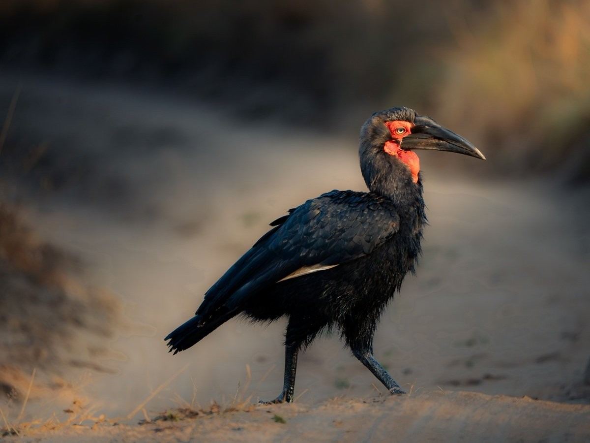 Southern Ground Hornbill standing in the African bush.