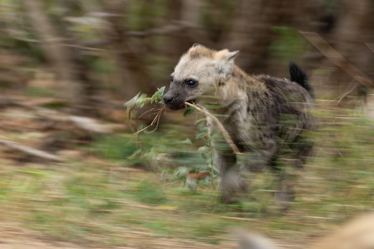 Sabi Sabi Benjamin Loon Spotted Hyena Cubs Playing Together