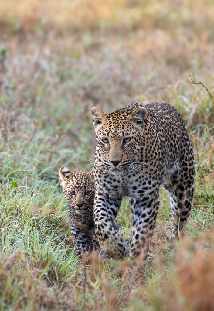 Close-up portrait of Kurhula and her young cub during a morning safari