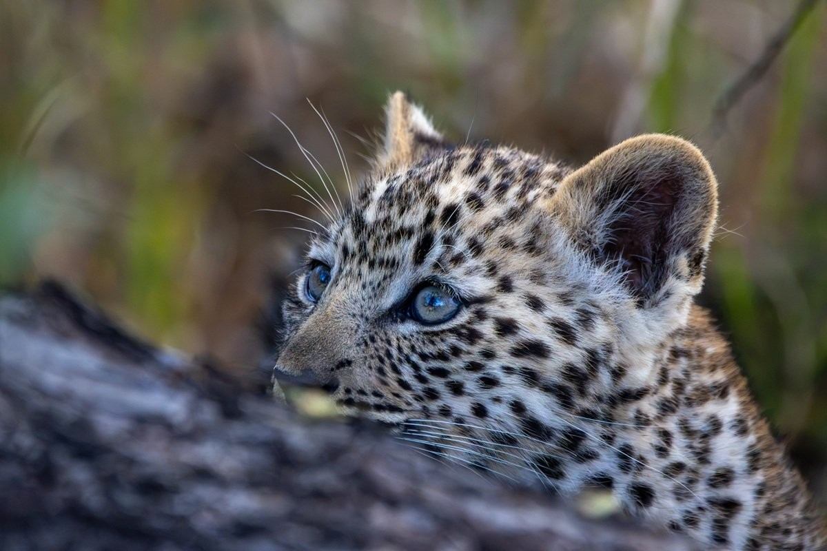 Kurhula, the leopardess now raising a cub of her own