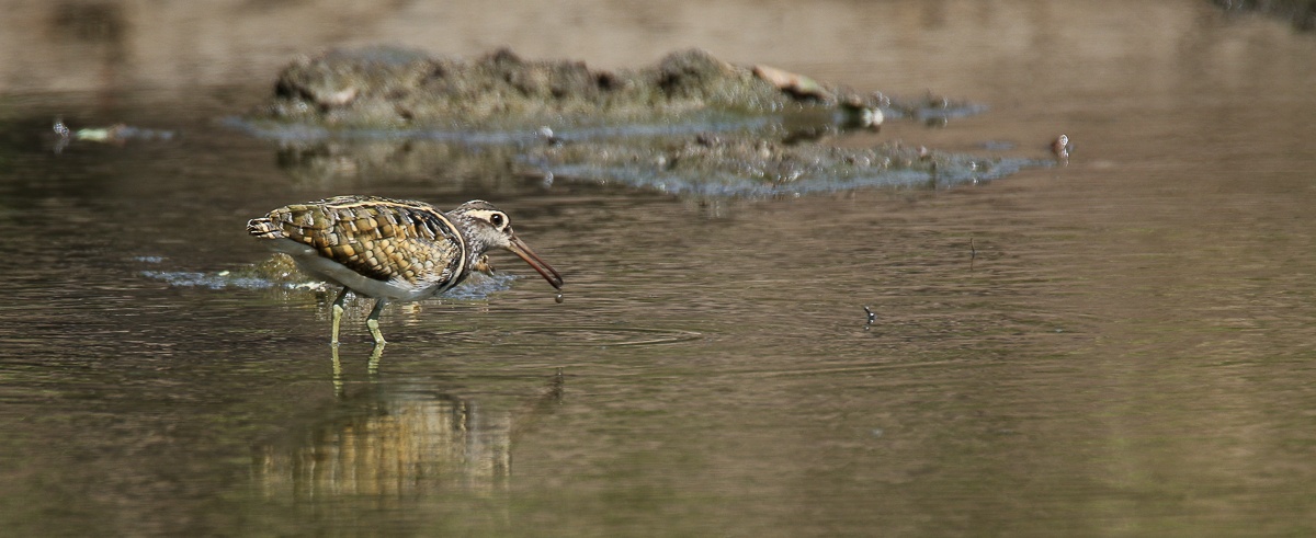 B04Ally Ross 20181215 Greater Painted Snipe 02 B04Ally Ross 20181215 Greater Painted Snipe 02