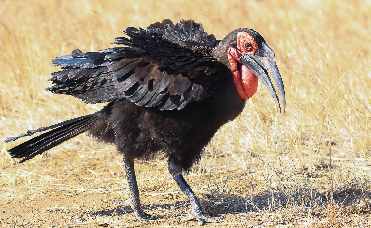 B07Ally Ross Southern Gound Hornbill 02 B07Ally Ross Southern Gound Hornbill 02