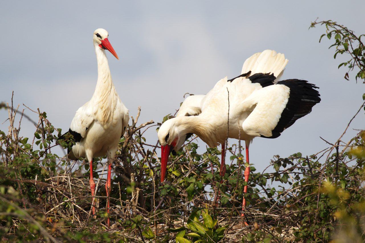 B08Vitor Azevedo White Stork Whitestork Org B08Vitor Azevedo White Stork Whitestork Org