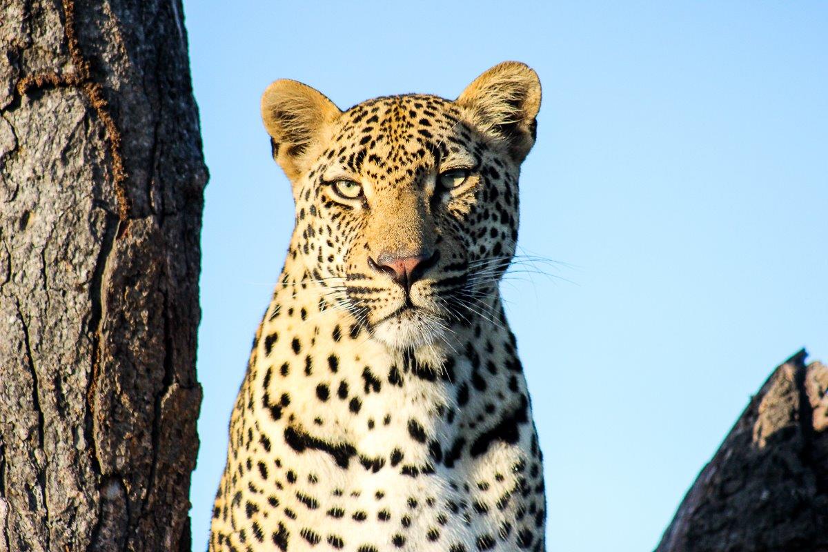 Makumu seems to prefer our southern section of Sabi Sabi, and we hope he will make it his territory. Makumu seems to prefer our southern section of Sabi Sabi, and we hope he will make it his territory.