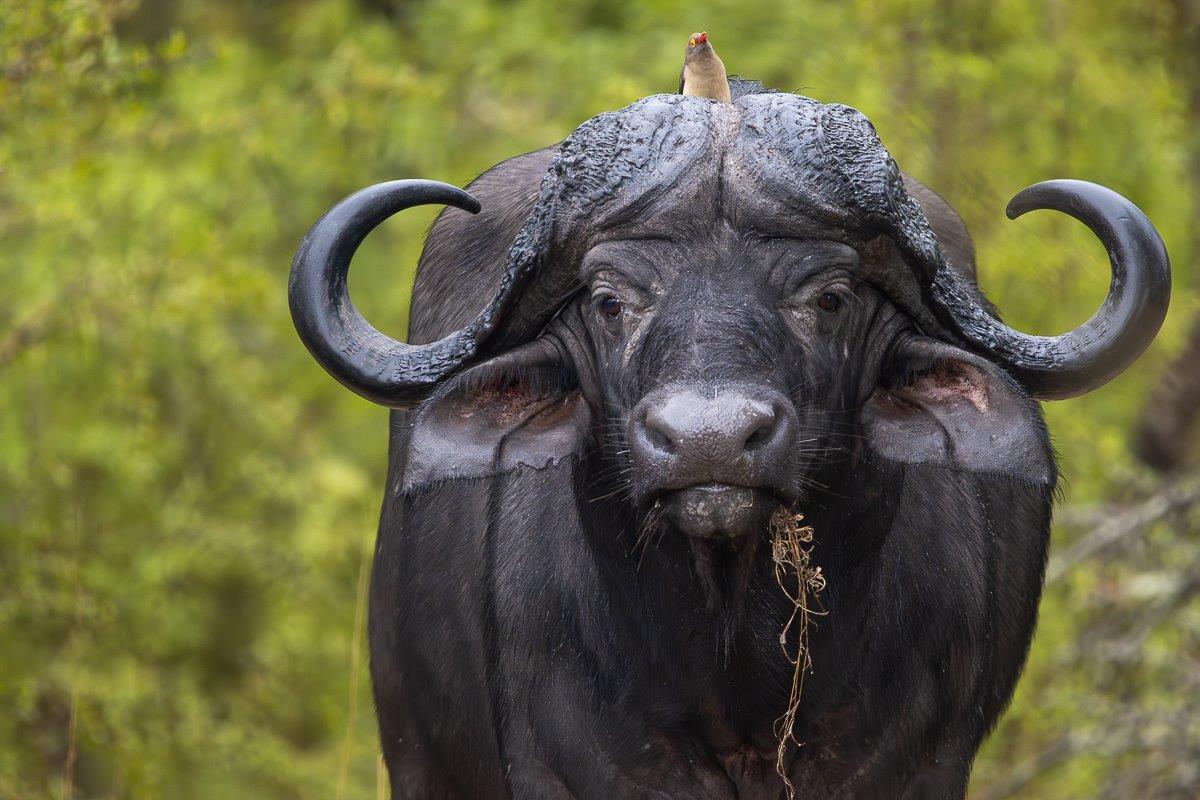 A Buffalo grazes with a Ox Pecker perched on its head.