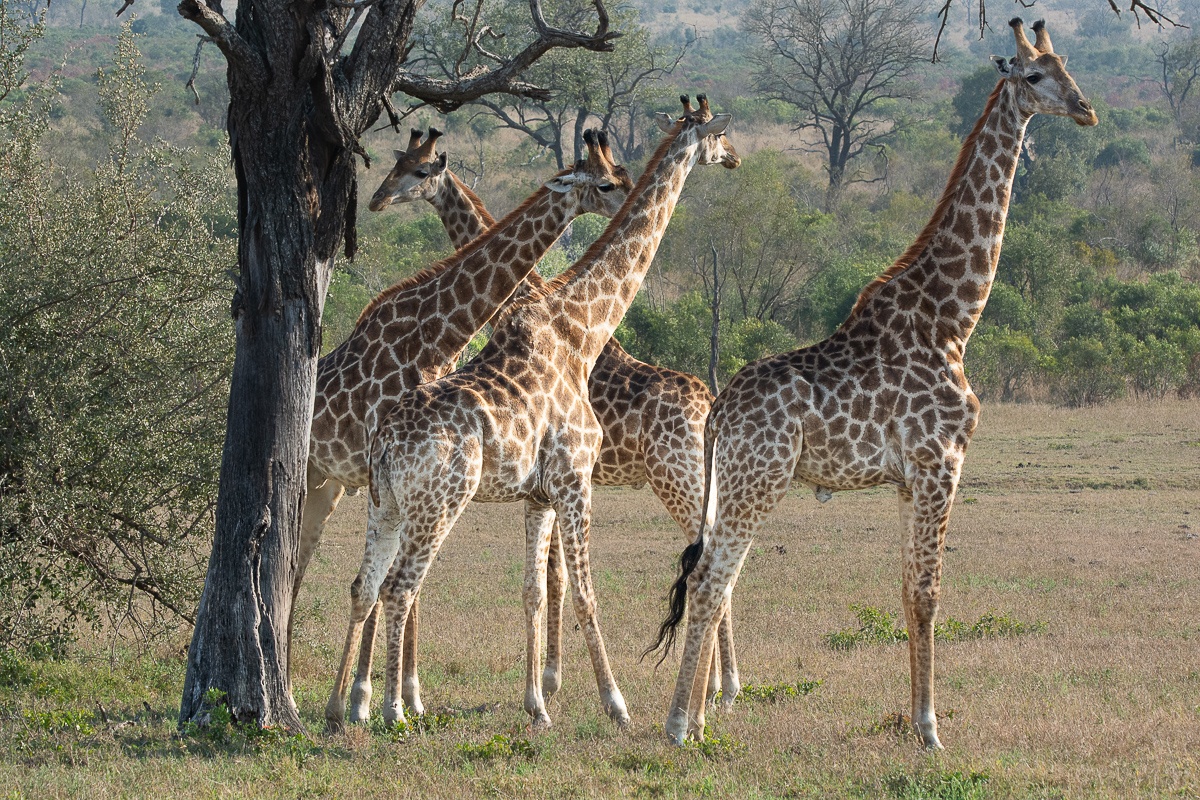 A tower of giraffes. A tower of giraffes.
