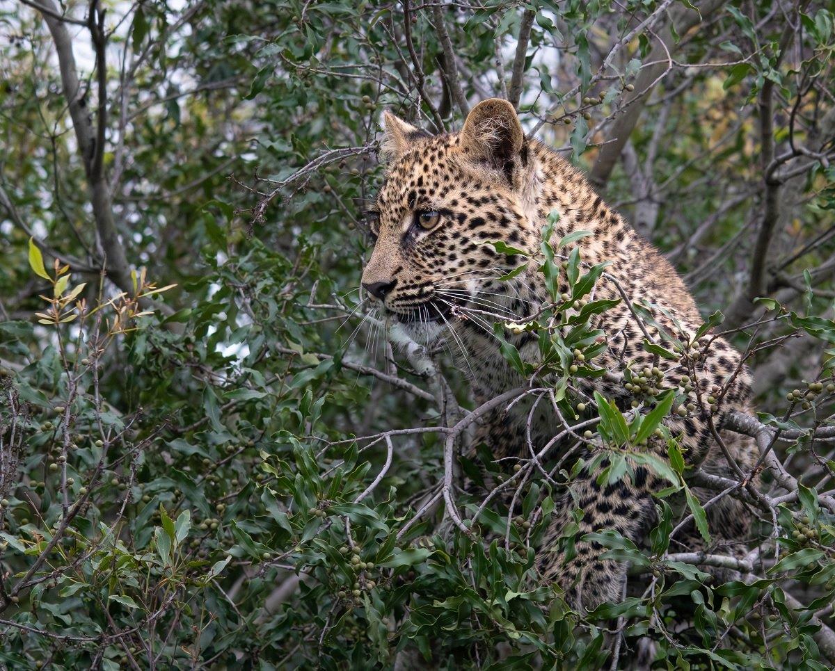 One of the cubs perched comfortably in a tree. 