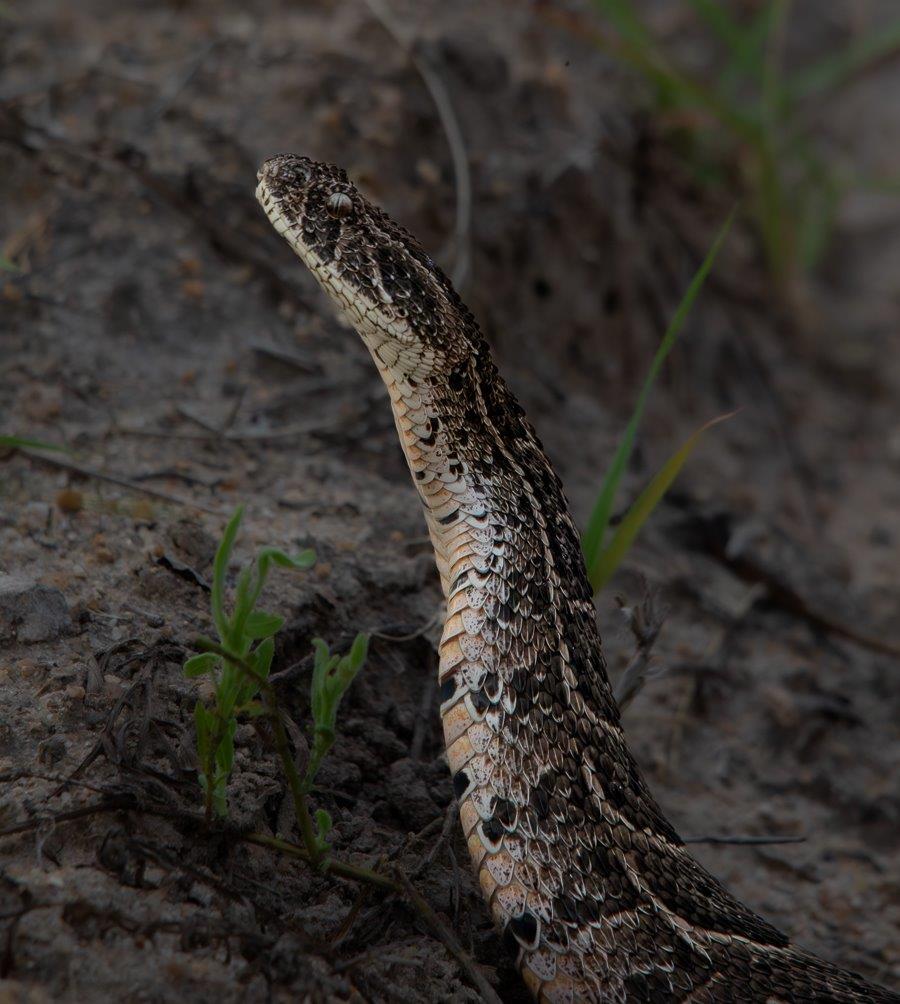 Jason Street Puff Adder