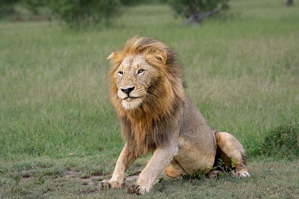 Ronald Mutero  Gojima Lion