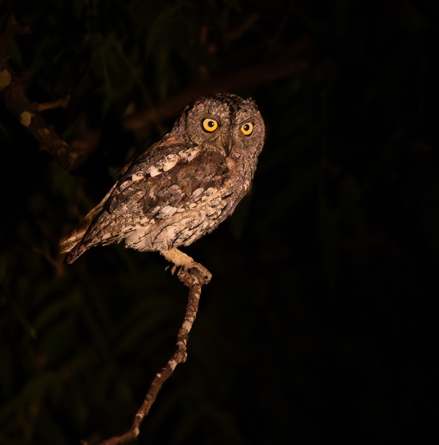Jason Street Scops Owl Jason Street Scops Owl