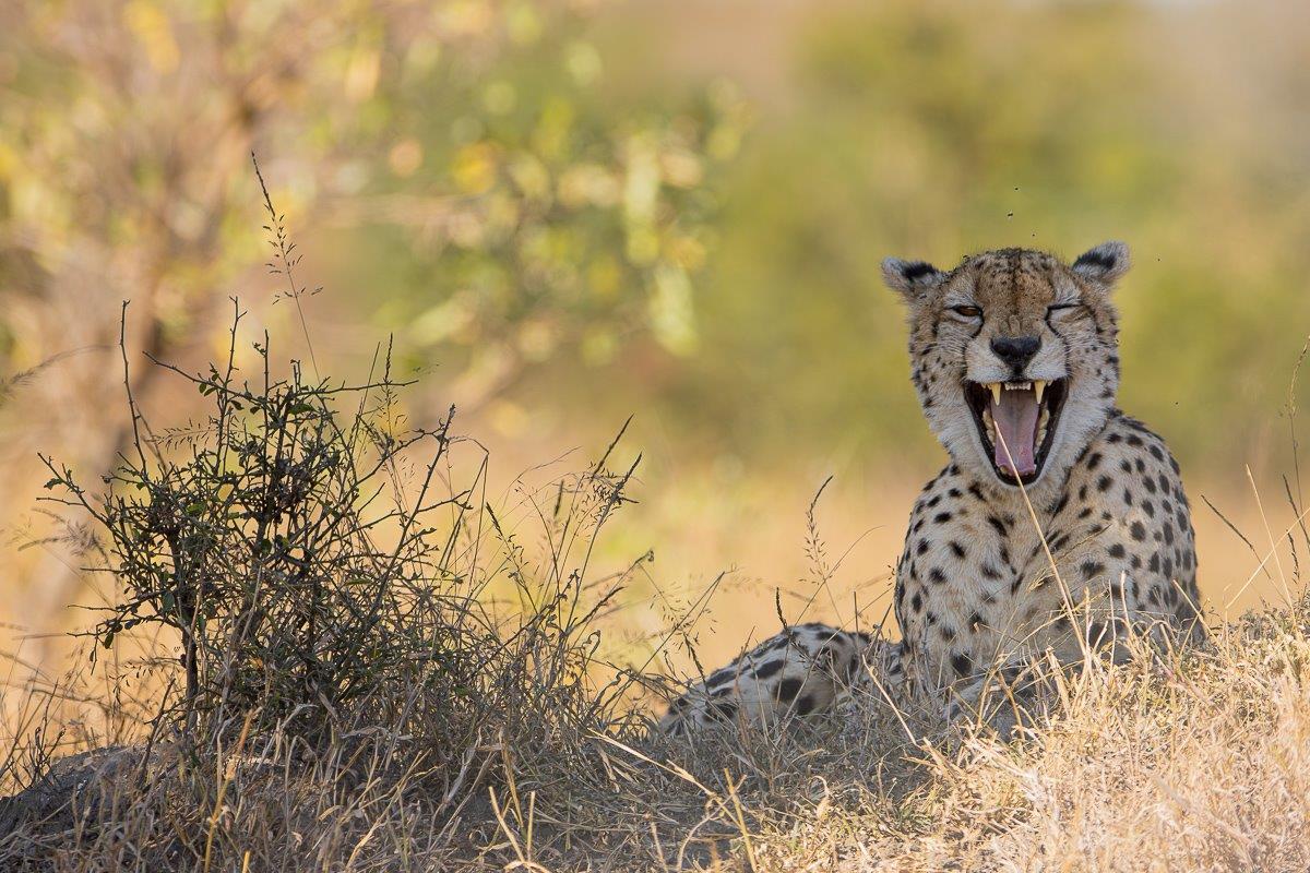 Female cheetah on the side of a termite mound Female cheetah on the side of a termite mound