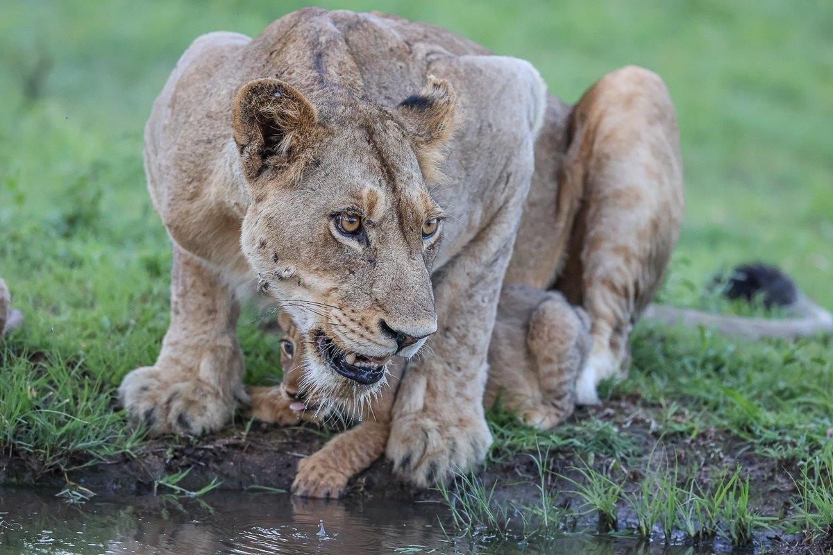 Sabi Sabi Ruan Mey Styx Female Protecting Cubs Sabi Sabi Ruan Mey Styx Female Protecting Cubs