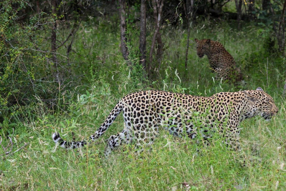 Sabi Sabi Jan Nel Tengile And Cub Masungulo Sabi Sabi Jan Nel Tengile And Cub Masungulo