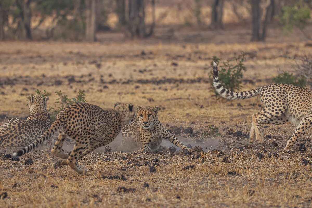 Sabi Sabi Ruan Mey Cheetah Play Sabi Sabi Ruan Mey Cheetah Play