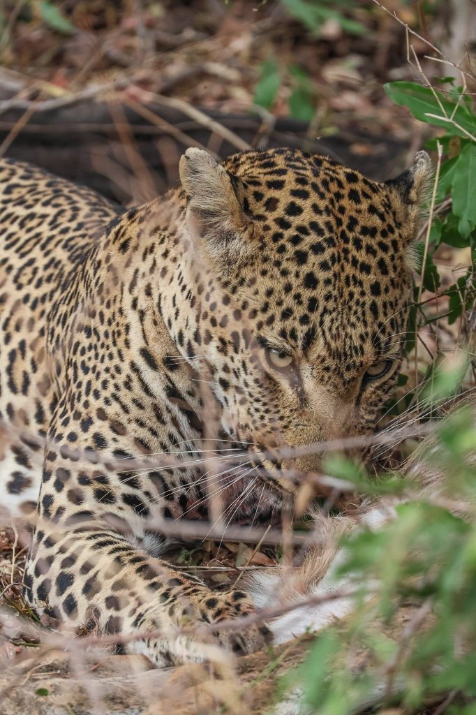 The male leopard, Khulwana, rests after a big meal. The male leopard, Khulwana, rests after a big meal.