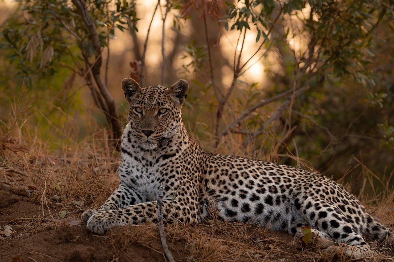 Sabi Sabi Viviane Ladner Golonyi Female Leopard Sabi Sabi Viviane Ladner Golonyi Female Leopard