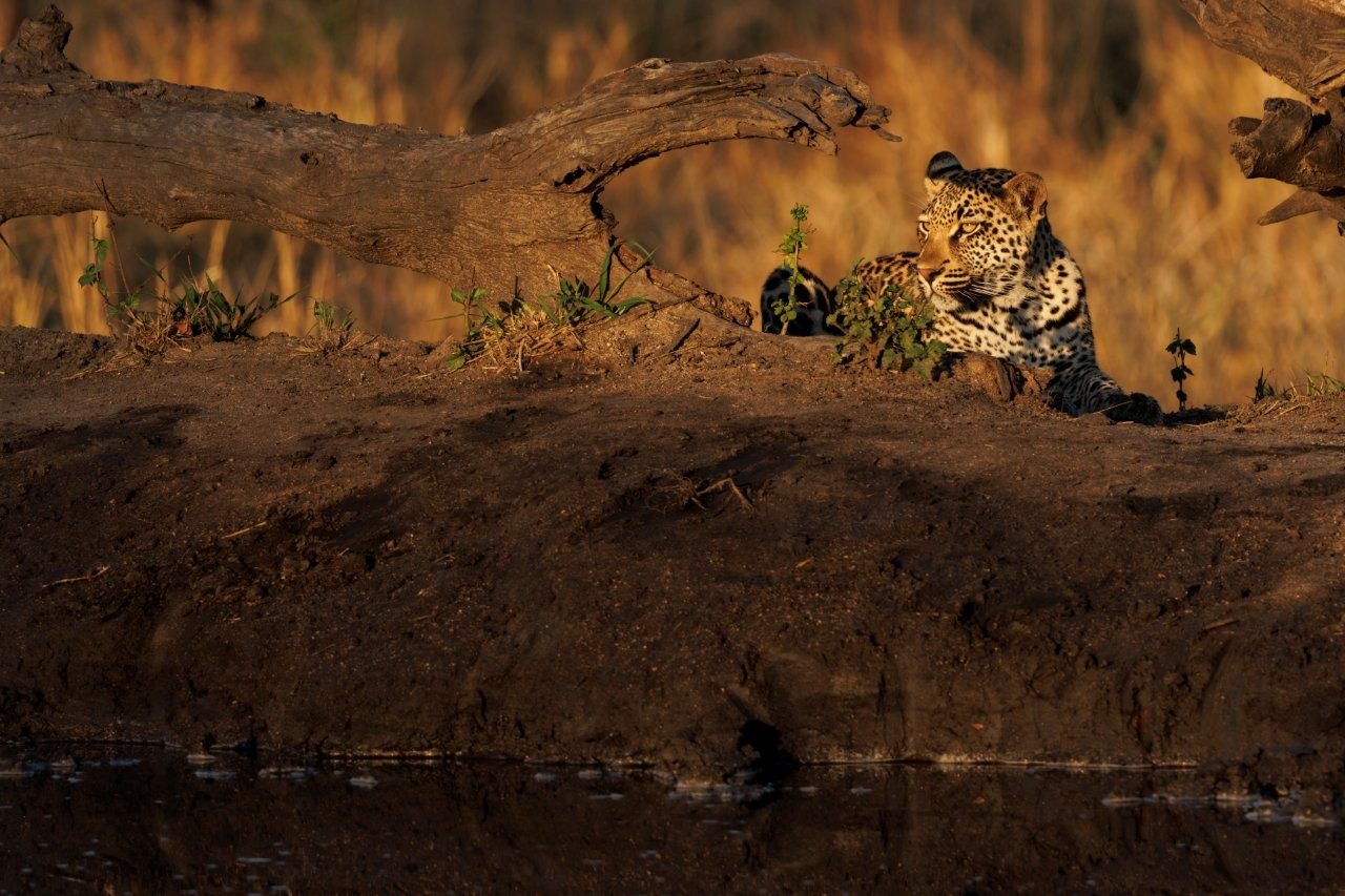 A leopard scans the environment around a watering hole. A leopard scans the environment around a watering hole.