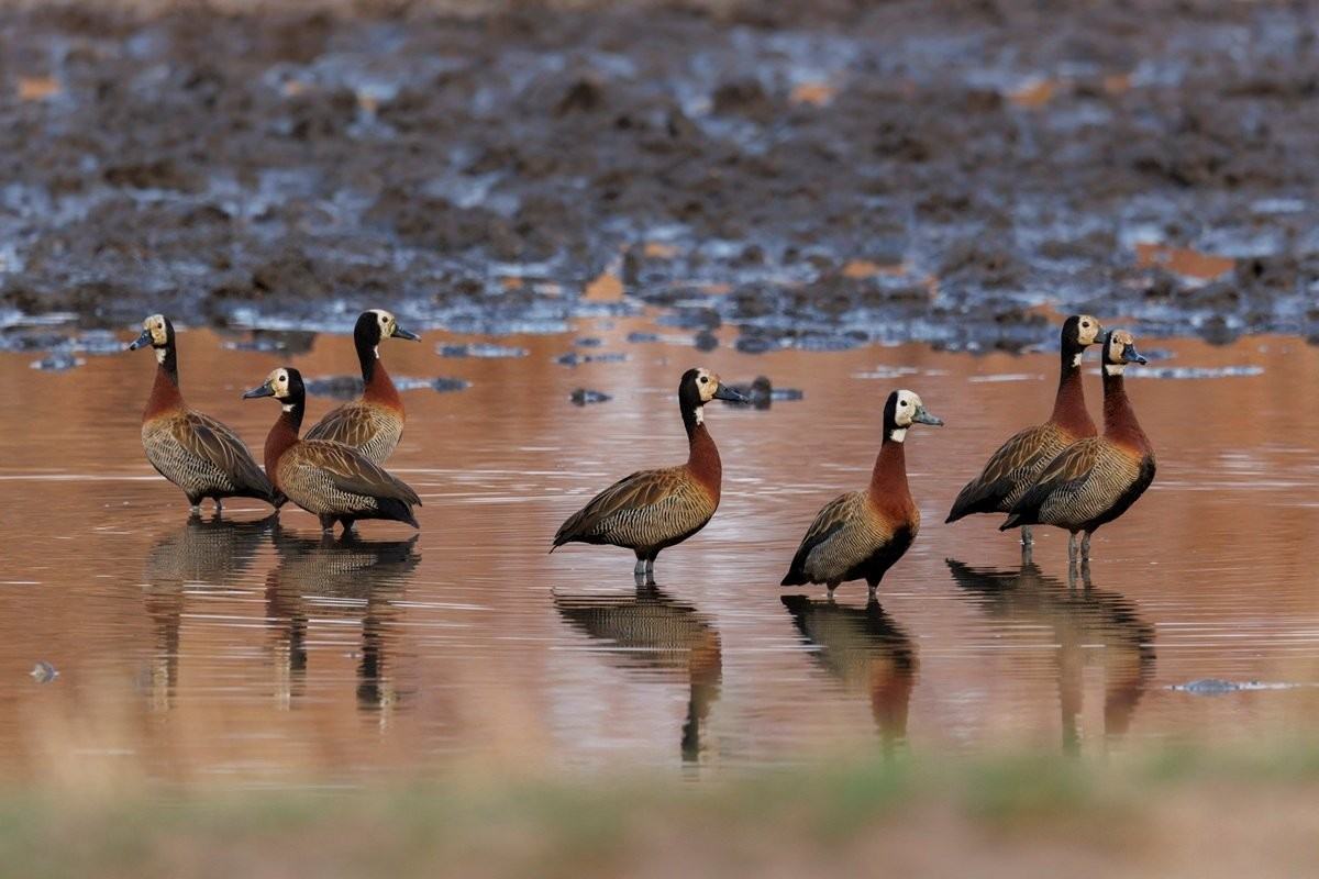 Sabi Sabi Benjamin Loon Whistling Ducks Sabi Sabi Benjamin Loon Whistling Ducks