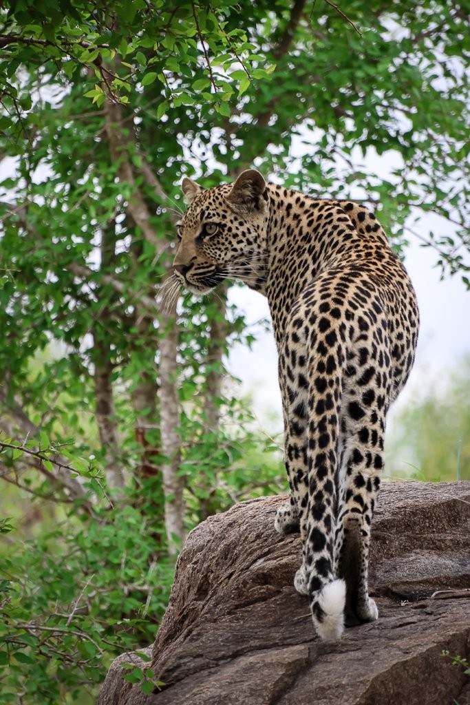 Sabi Sabi Jan Nel Golonyi Sub Adult In The Wild Sabi Sabi Jan Nel Golonyi Sub Adult In The Wild
