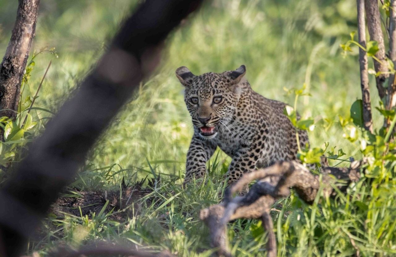 Sabi Sabi Ronald Mutero Ntsumi In Veld