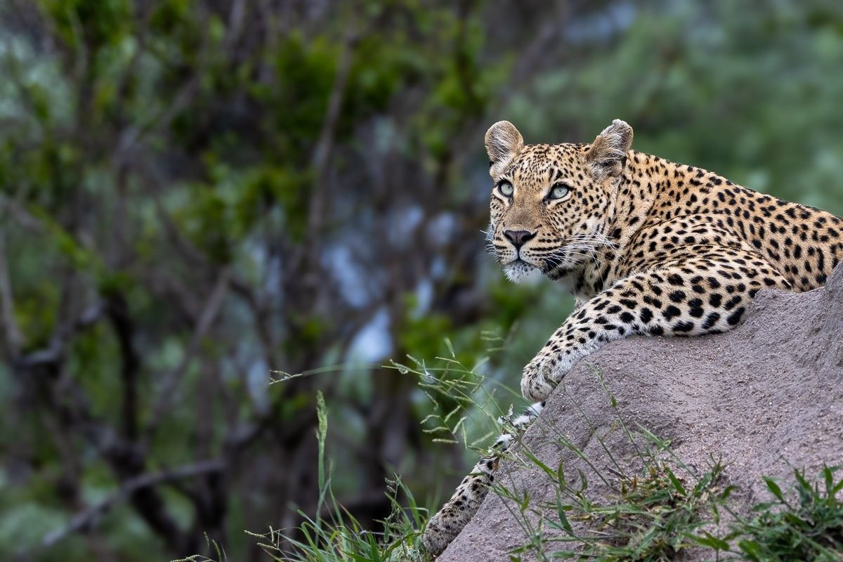 Sabi Sabi Ronald Mutero Golonyi On Rock