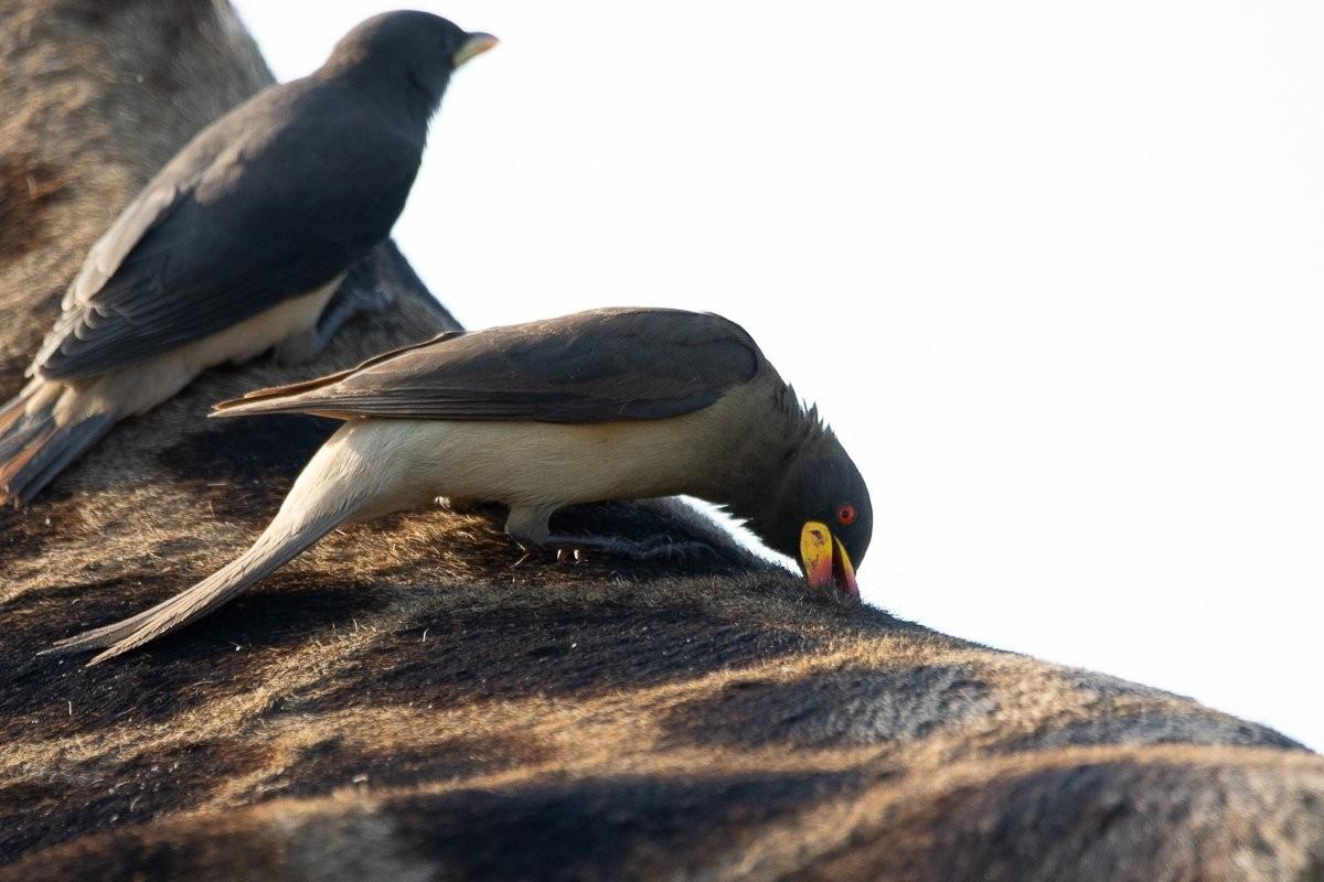 Red-billed oxpeckers riding on a giraffe in the African bushveld.