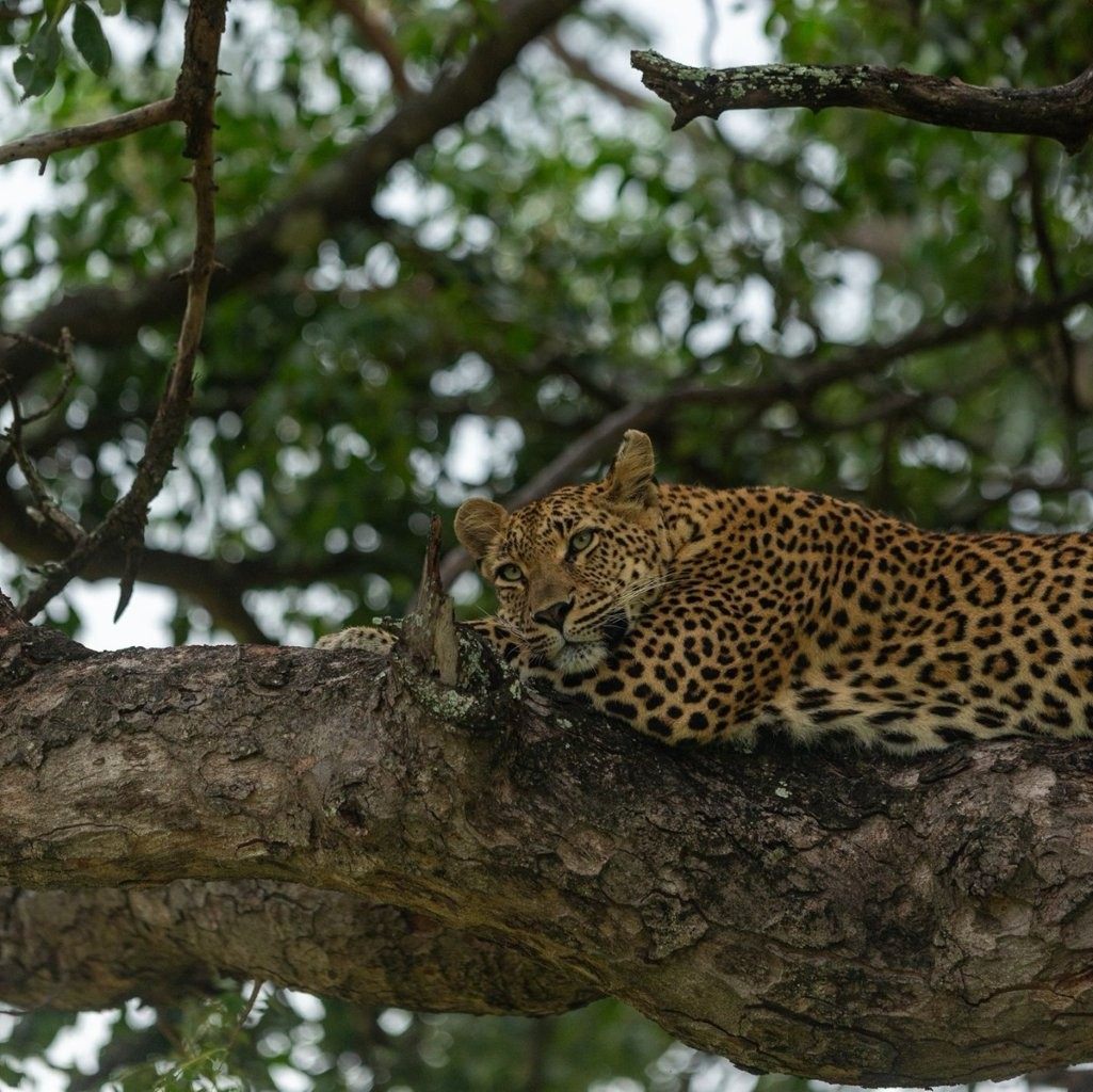 Golonyi female leopard resting high in a marula tree after feeding.