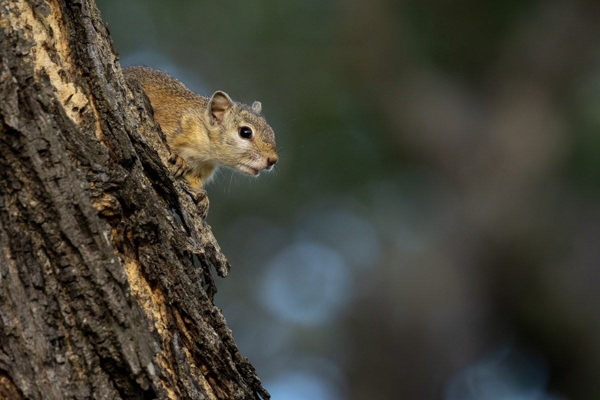 Tree squirrel removing a berry from its cheek pouch.