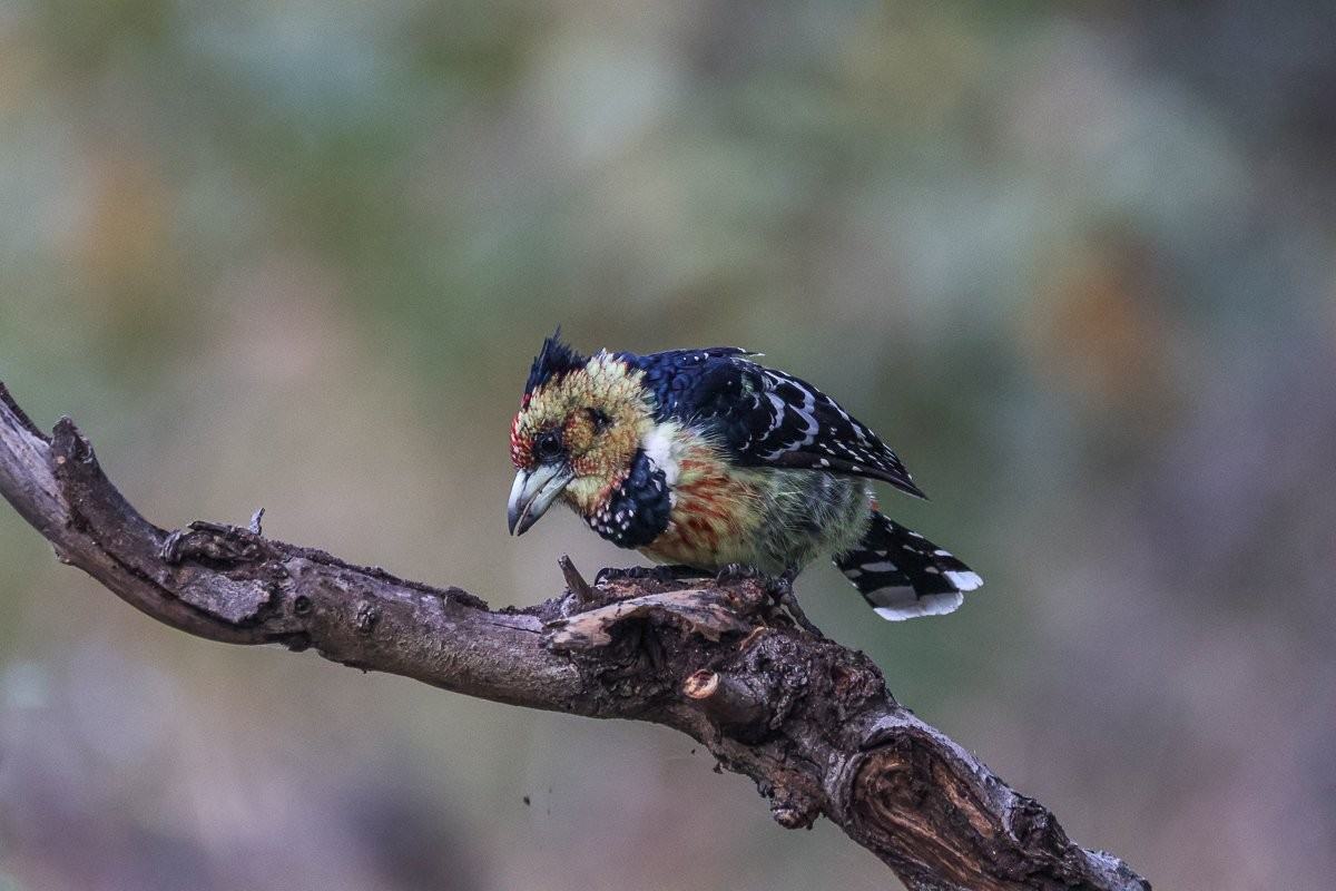 Colourful Crested Barbet searches for fruit and insects among trees in the bushveld.