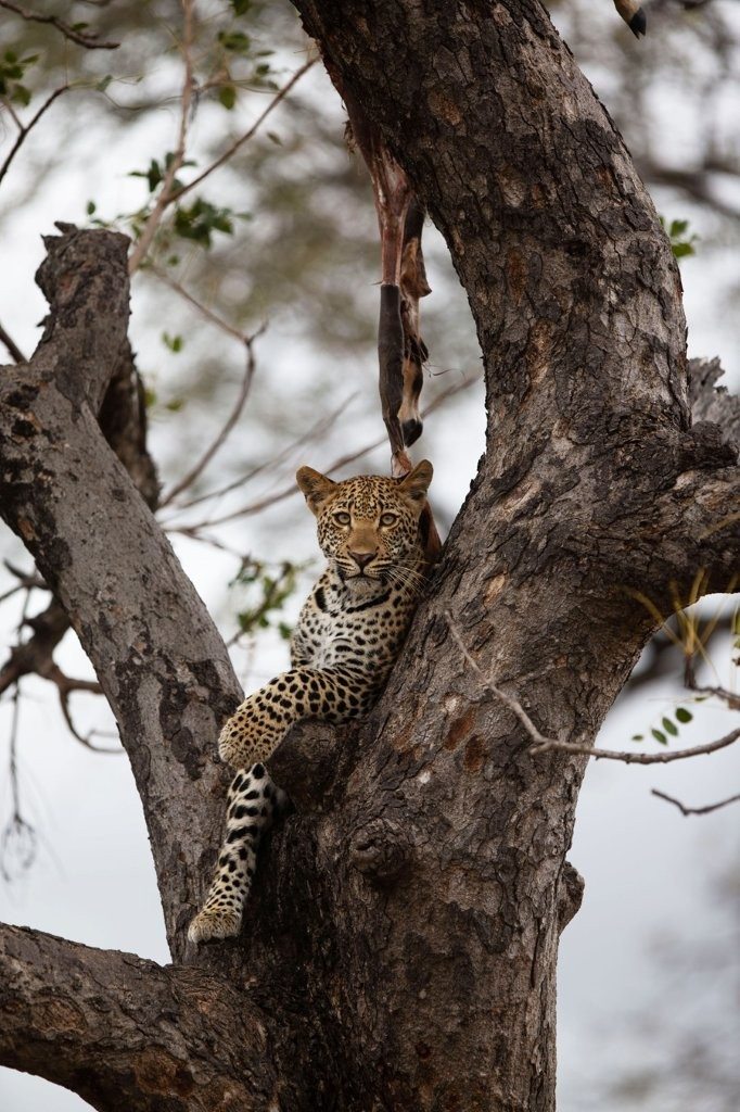 Leopard cub feeding on an impala carcass while Ntsumi remains alert for danger.