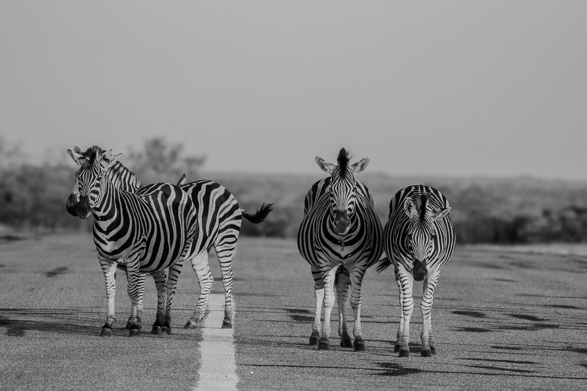 Zebras keeping a cautious watch on the nearby Msuthlu Pride.