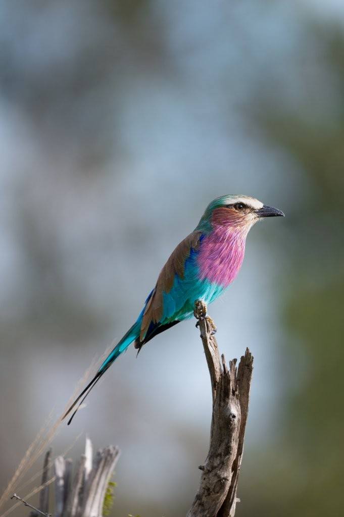Sabi Sabi Viviane Ladner Lilac Breasted Roller Perched