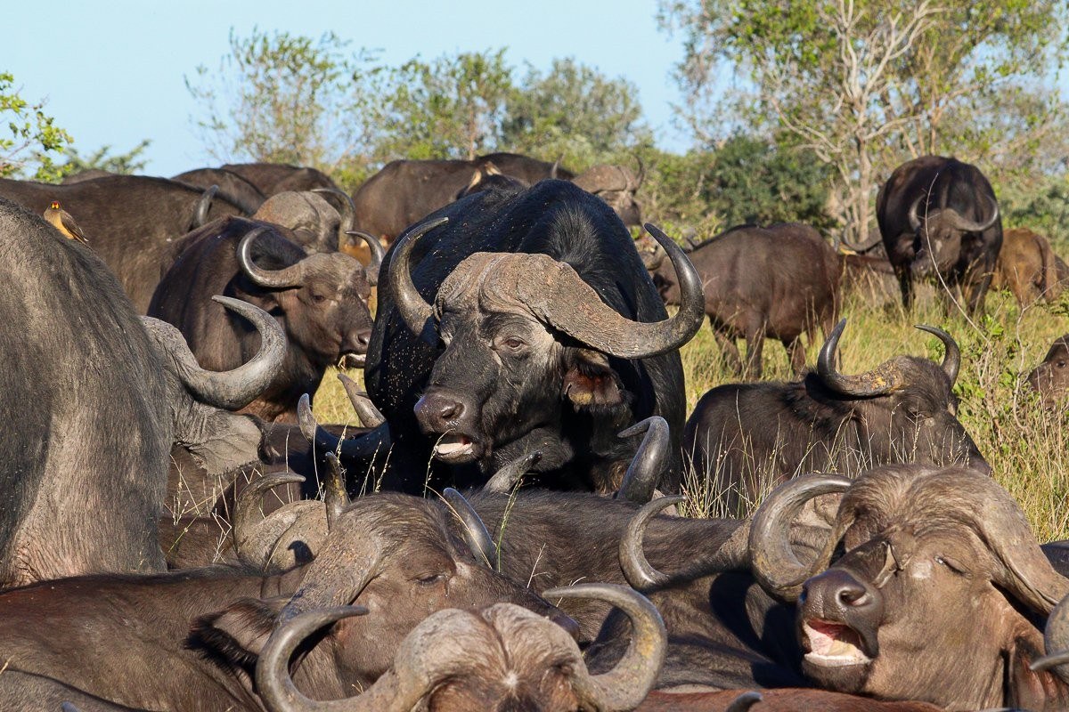 Buffalo bull standing with a herd in the African bush