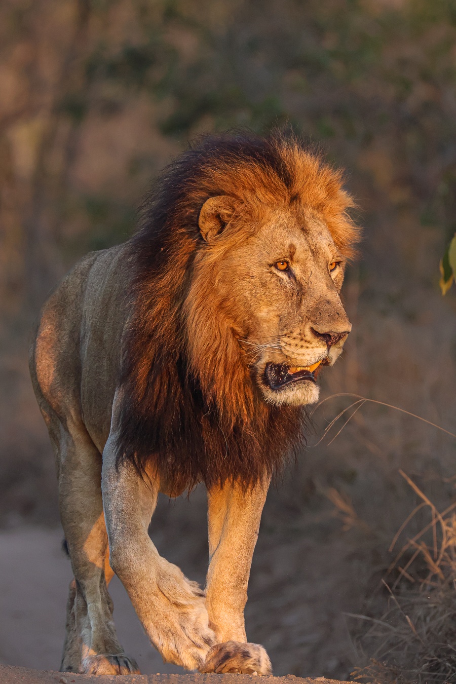 Gijima lion peacefully walking near a safari vehicle
