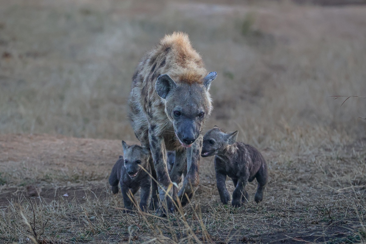 Spotted hyena and her cubs walking calmly near a safari vehicle