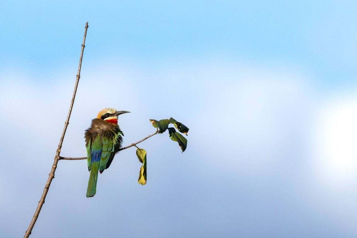 Sabi Sabi Benjamin Loon Pair Of White Fronted Bee Eaters In Flight Sabie River