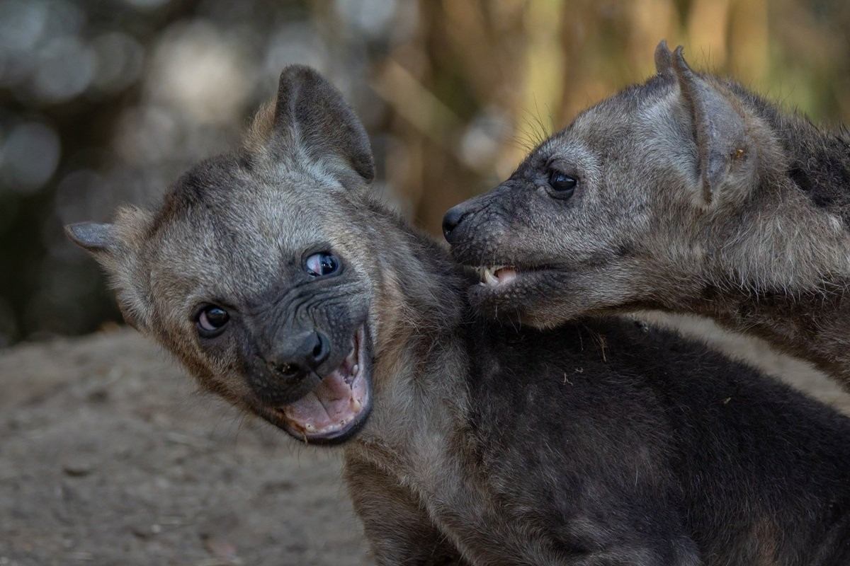Sabi Sabi Benjamin Loon Spotted Hyena Cubs Playing Outside Den Sabi Sabi