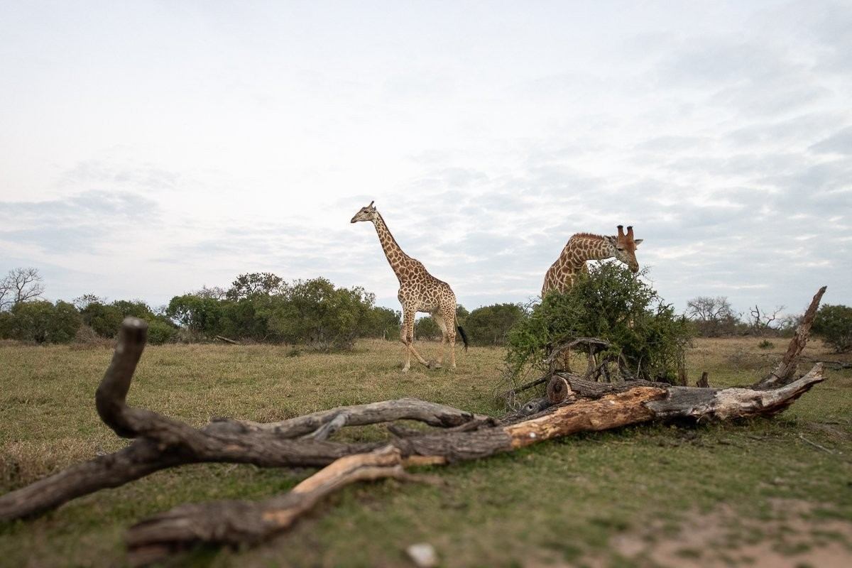 Giraffe browsing tender new leaves from a Knobthorn tree in spring