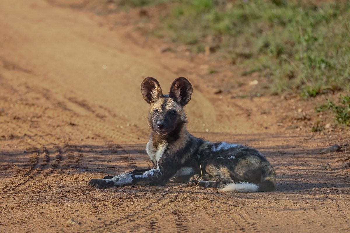 African wild dog pups playing together while adults rest nearby
