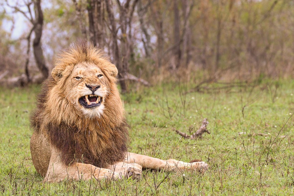 N’waswishaka male lions gathering together in an open clearing