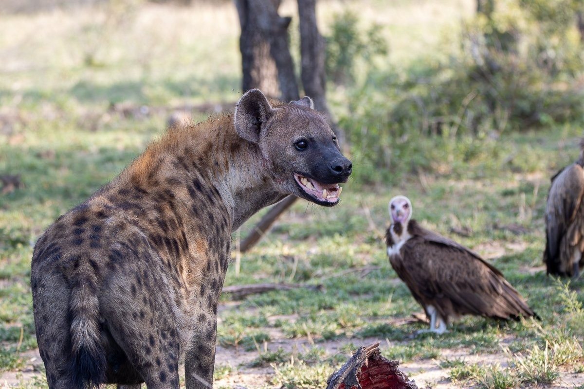 A spotted hyena next to a devoured carcass with vultures awaiting their turn on the feed