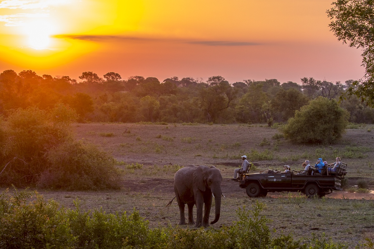 Experience the unforgettable sight of an elephant during your Sabi Sabi game drive.