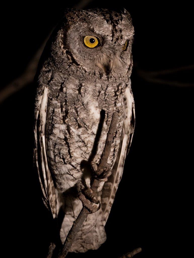 Perched on a leafless tree, an African Scops Owl surveys the darkening savannah.