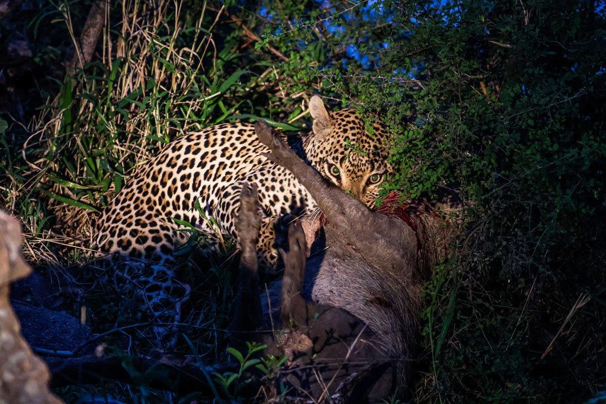 Guest at Sabi Sabi watched in awe as the Khulwana male leopard took down a warthog. 