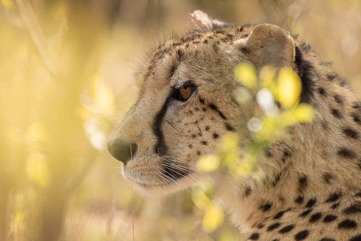 This time of year proves fruitful for a hungry cheetah.