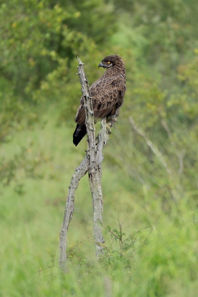 A Brown Eagle Snake looks for its next meal. A Brown Eagle Snake looks for its next meal.